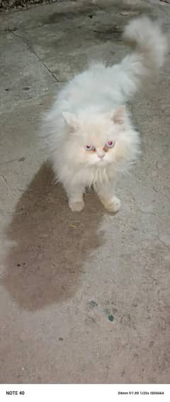 white hair cat 1 year