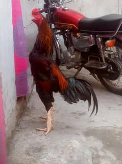 good baeerdhen shoomhen