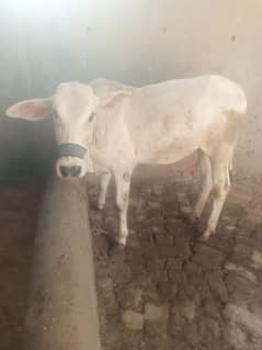 Beautiful white bachiya