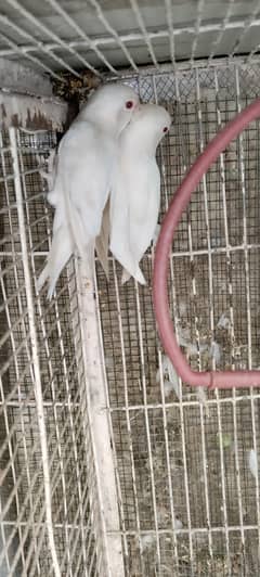 albino red eyes pair 03092462115