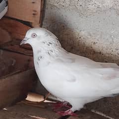 for sale kaboter 03282661898wathsapp number