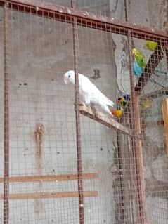 selling love birds budgies and cocktail