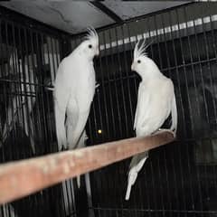 Required Cocktail pair