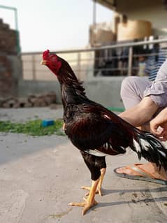 aseel chicks high quality for sale per piece 1800