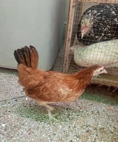 Desi hen