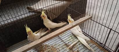 3 cockatiel parrots common white