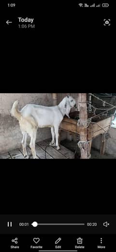 desi Bakra baby