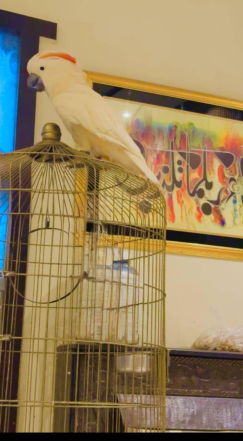 Cockatoo mullacan molacan chick big bird baby 1