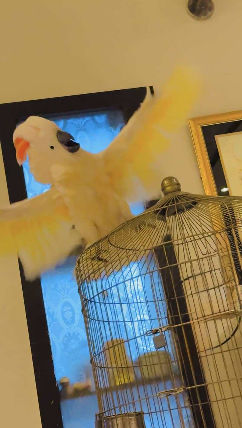 Cockatoo mullacan molacan chick big bird baby 2