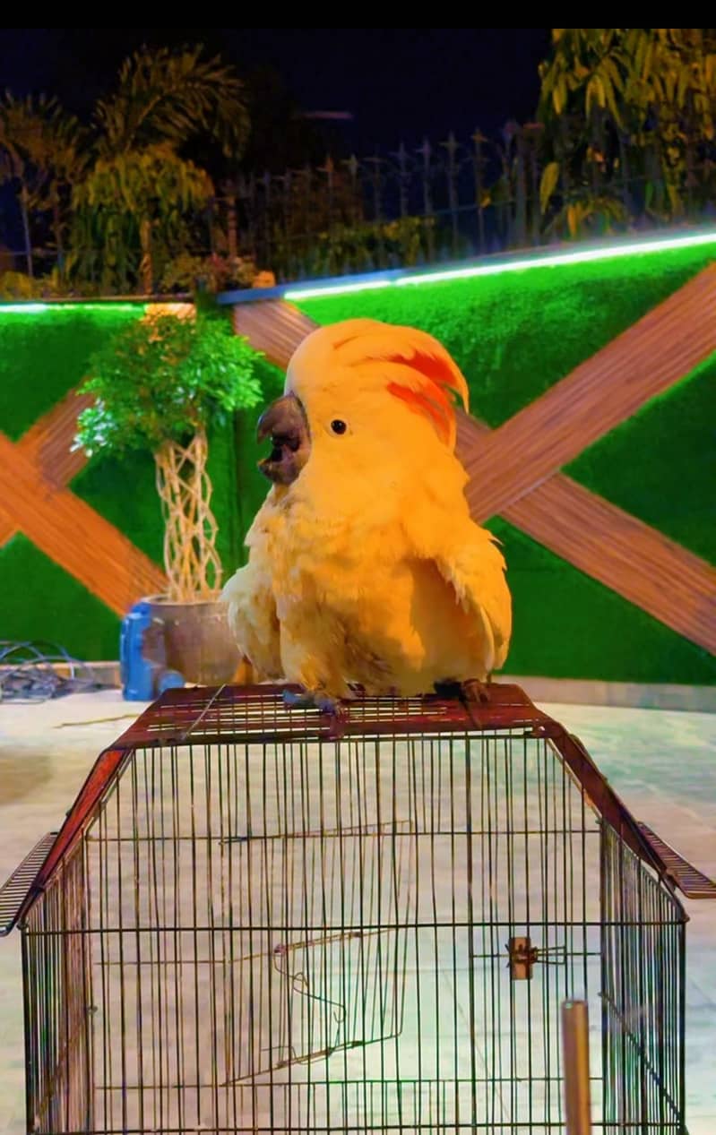 Cockatoo mullacan molacan chick big bird baby 0
