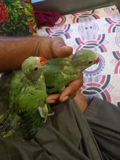 parrot