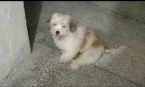 shitzu puppy/ Pup/ shitzu Dog / Dog for sale / shitzu
