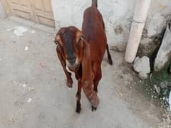 Nagri