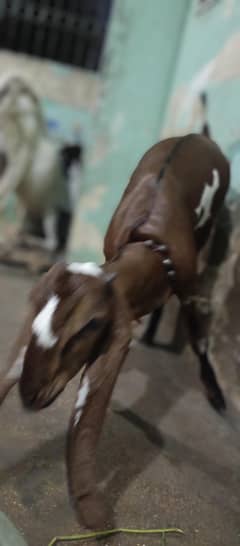 nagri