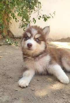 Siberian husky puppies For sale.
