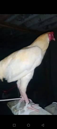 Heera