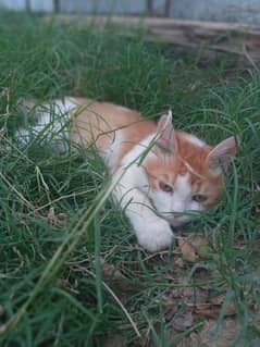 pet cat