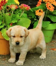 Labrador