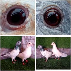 high flying and fancy setup with eggs and chicks . . . 900 per
