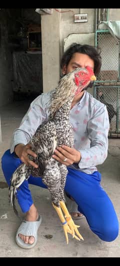 oh shamo chiks