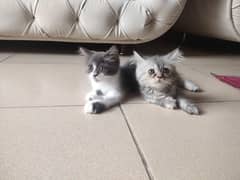 persian