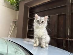 TRIPLE COATED SIBERIAN + PERSIAN RARE BREED