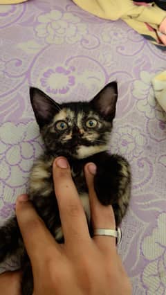 Black Persian kitten