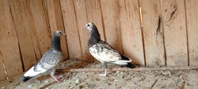 2.3 month baby pigeons