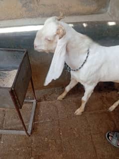 Gulabi Bakra 03122741593
