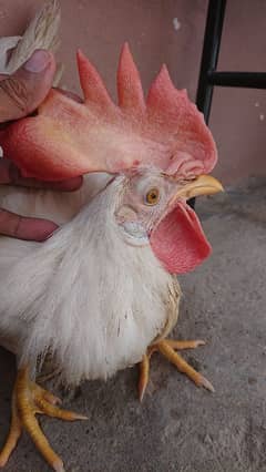 ghar ke palay Hain dono white chicken