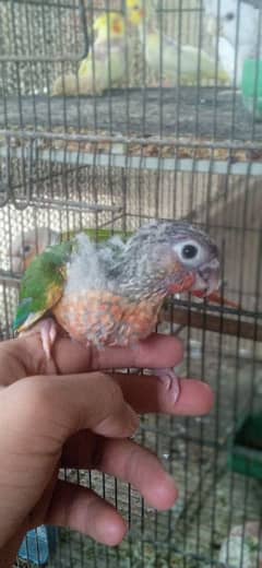 Parrot chick available