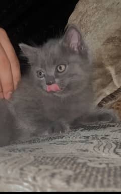 Persian kitten