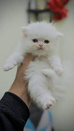 kitrens availble