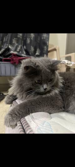 Russian