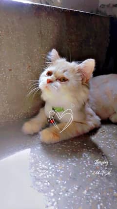 Persian