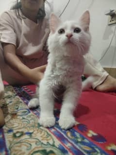 cute Persian female kitten