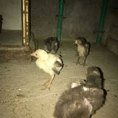 choza exchange for rabbit