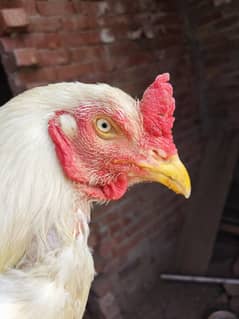 Paper/shamo/chick/paper white/Aseel/Paper white Aseel for Sale