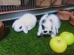 Holland lop rabbit baby pair and German lop rabbit