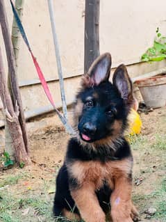 puppy