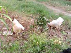 white silkie hens