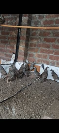 quail
