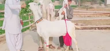 3 Bacchon Ka Sath Rajanpuri Bakri For Sale, +03704815729