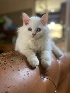 Cat Persian | cat baby | kittens | Blue eyes | ωatsap ʘƷƷƷ୨51୨ʘƷ8;