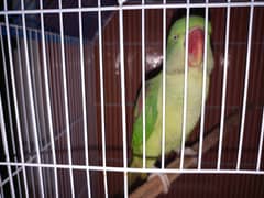 Female Raw Parrot talking  (parrot)