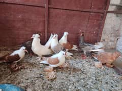 Fancy Peogens Self Chicks for  Sale. location Multan