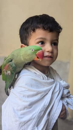 kashmiri raw parrot
