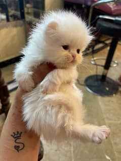 Cat Persian | cat baby | kittens | Blue eyes | ωatsap ʘƷƷƷ୨51୨ʘƷ8: