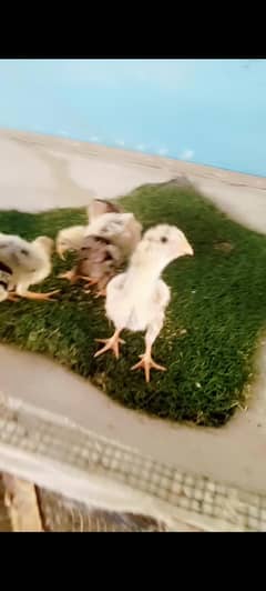 king oh Shamo chicks & king White oh shamo