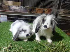 Holland lop rabbit & German lop rabbit